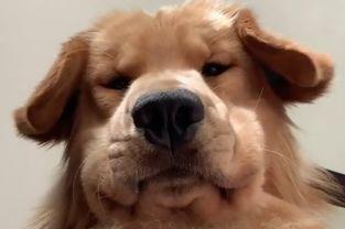 狗子的最新爆料视频,娱乐圈幕后真相大曝光！  第1张